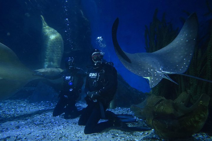 Shark Dive Experience At SEA LIFE Melbourne Aquarium - thumb 1