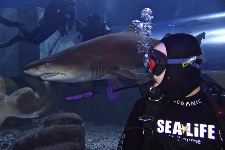 Shark Dive Experience At SEA LIFE Melbourne Aquarium - thumb 2