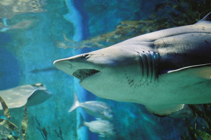 Shark Dive Experience At SEA LIFE Melbourne Aquarium - thumb 4