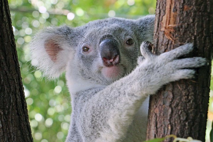 Virtual Interactive Australian Wildlife Tour With Private Guide-Wildlife Habitat - thumb 3