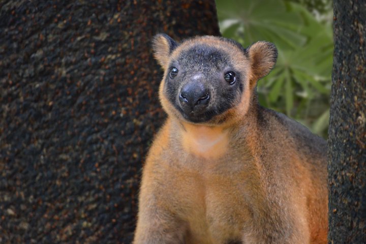 Wildlife Habitat Port Douglas - QLD Tourism 5
