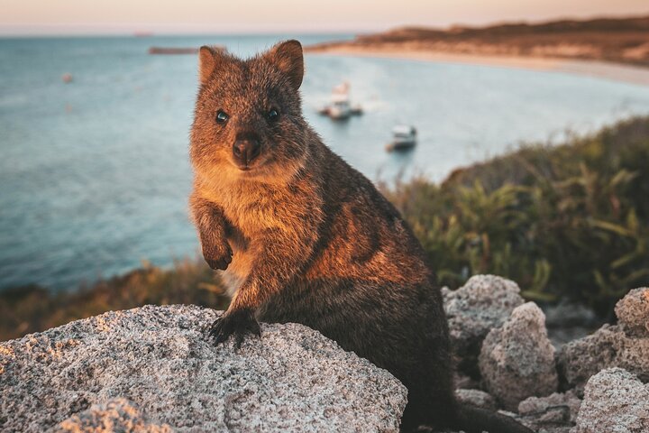 Rottnest Island Roundtrip Fast Ferry From Hillarys Boat Harbour - Accommodation Port Hedland 5