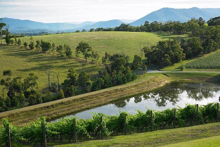 Yarra Valley Wine And Cider Tours By Classic Convertibles From Melbourne - thumb 1