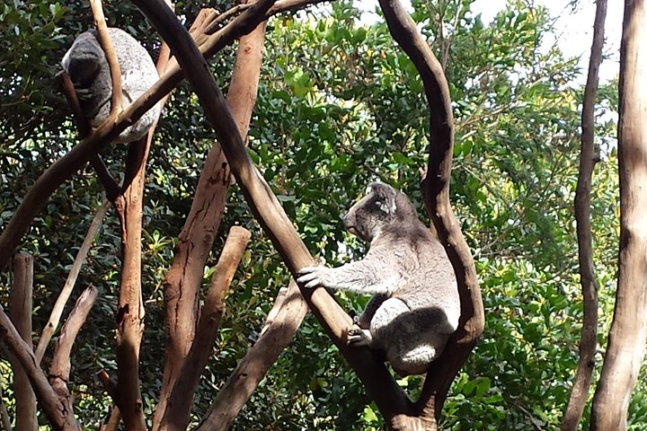 Small-Group Blue Mountains Tour With Bush Walks And Featherdale Wildlife Park - Accommodation Nelson Bay 5