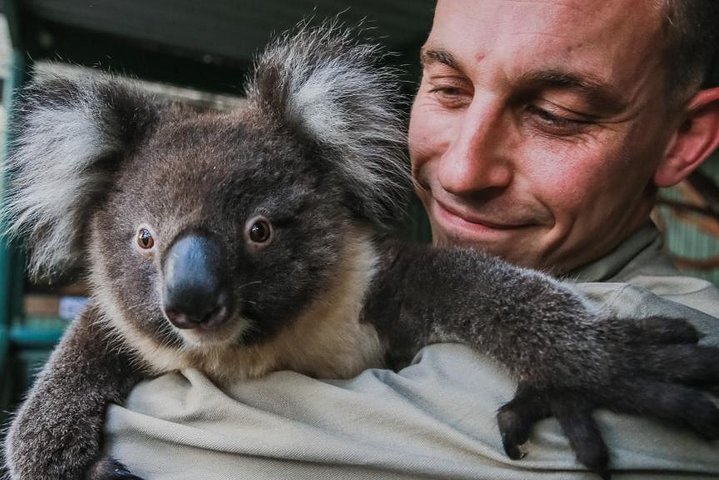 Kangaroos & Koala Encounter Experience (Half Day Private Tour) - New South Wales Tourism  0