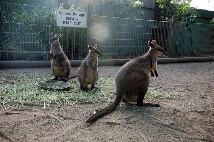 Kangaroos & Koala Encounter Experience (Half Day Private Tour) - Accommodation in Brisbane 2