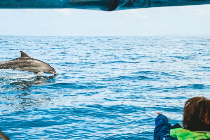 Cruise with Dolphins in Byron Bay - Accommodation Brunswick Heads