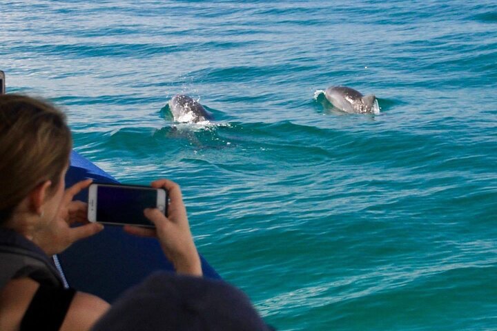 Cruise With Dolphins In Byron Bay - thumb 1