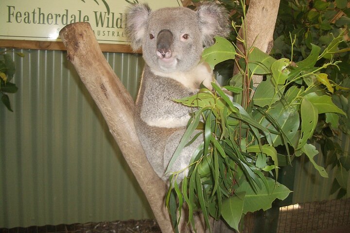 Blue Mountains Private Tour With Wildlife Park And River Cruise - thumb 5