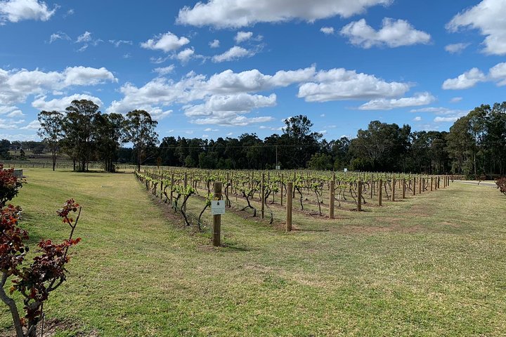 Private Day Trip To Hunter Valley From Sydney With Pickup - thumb 3