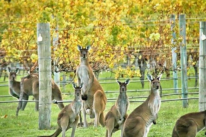 Margaret River Indulge and Discover Day Tour - Accommodation Perth