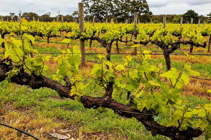 Margaret River Indulge And Discover Day Tour - Attractions Perth 5