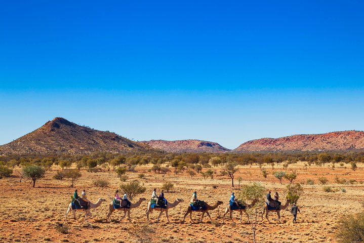Alice Springs Camel Tour - Accommodation NT