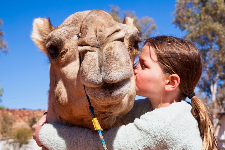Alice Springs Camel Tour - thumb 5
