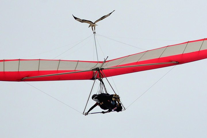 Hang gliding with HangglideOz - Hervey Bay Accommodation