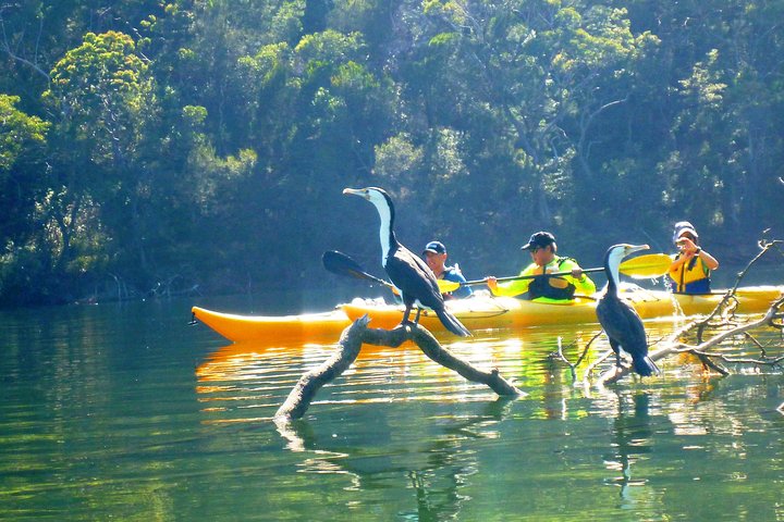 Middle Harbour Mangrove Explorer - Wagga Wagga Accommodation 2