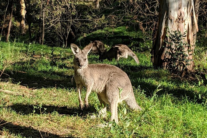 Australian Wildlife & Waterfalls Private Tour With 'Personalised Sydney Tours' - thumb 3