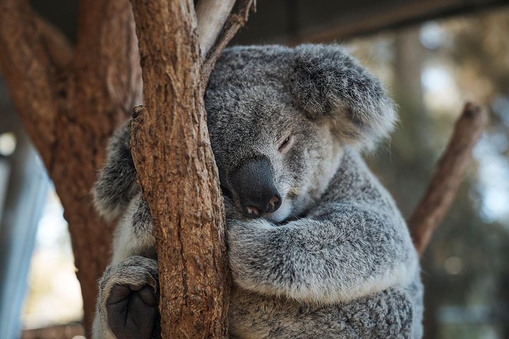 Sydney Taronga Zoo General Entry Ticket - Accommodation Australia 3