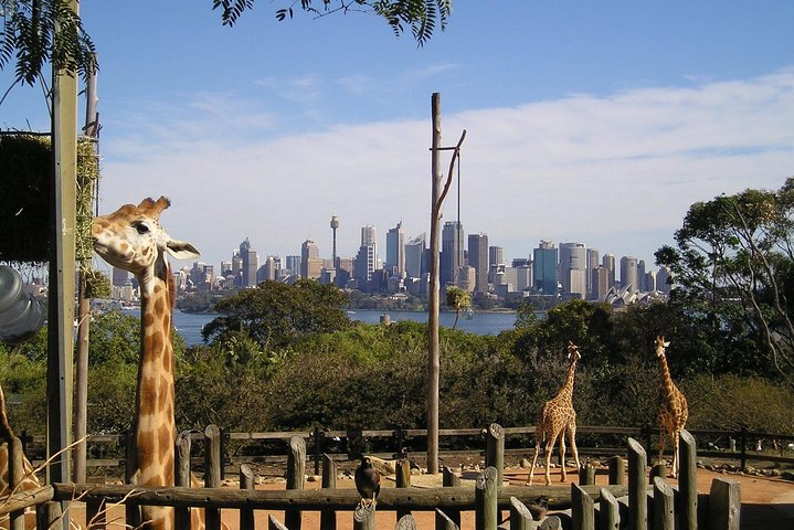 Sydney Taronga Zoo's Australian Animals Tour - Accommodation Ballina 4