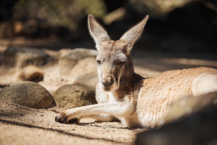 Sydney Taronga Zoo General Entry Ticket And Wild Australia Experience - Maitland Accommodation 3