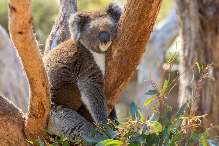 Mount Lofty Hike And Cleland Wildlife Park Day Trip From Adelaide - thumb 2