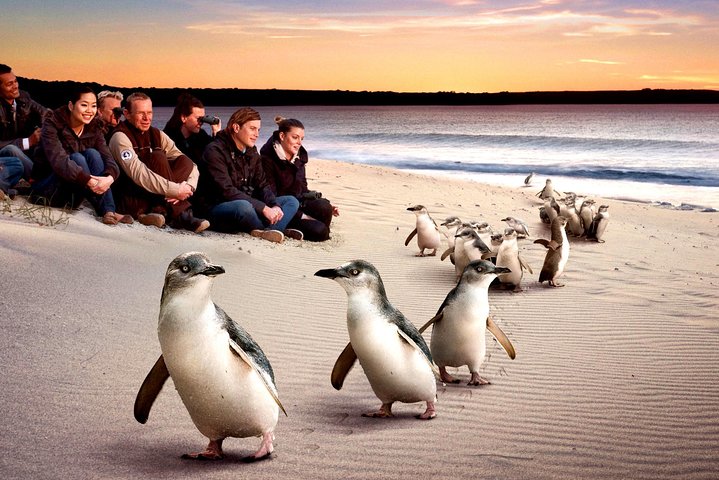 [Private Tour] “Penguin Parade” Phillip Island Tour. - thumb 0