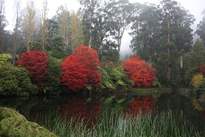 LGBT+ Friendly Full Day Yarra Valley & Dandenong Ranges Private Tour - thumb 2