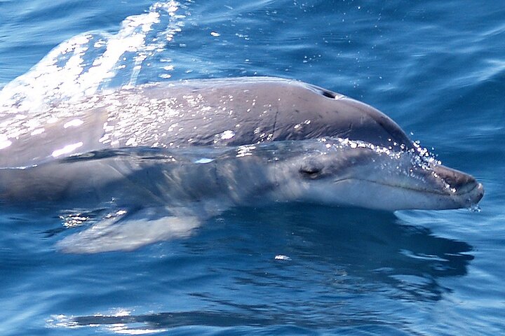 Jervis Bay Dolphin Watch Cruise - New South Wales Tourism 