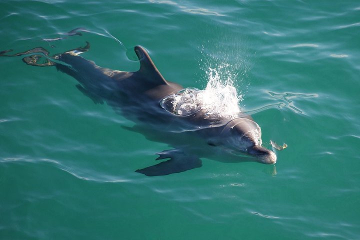 Jervis Bay Dolphin Watch Cruise - Accommodation Ballina 1