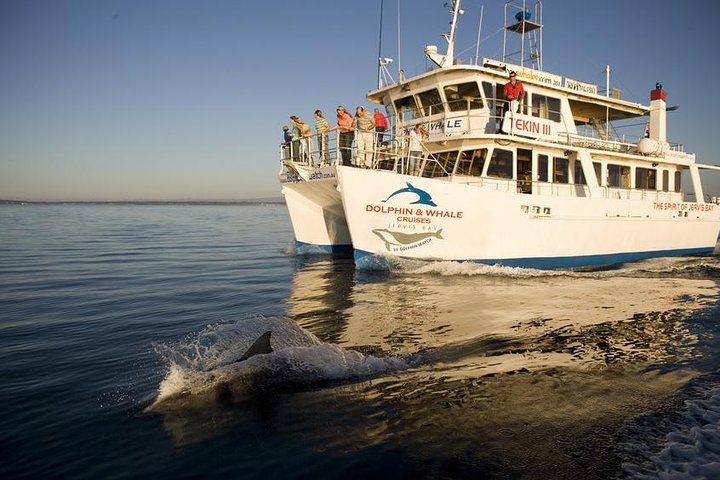 Jervis Bay Dolphin Watch Cruise - Foster Accommodation 3