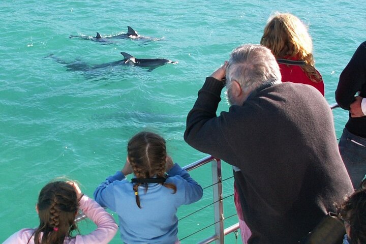 Jervis Bay Dolphin Watch Cruise - thumb 4