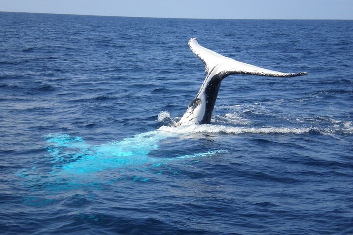 Whale Watching Jervis Bay - Tweed Heads Accommodation