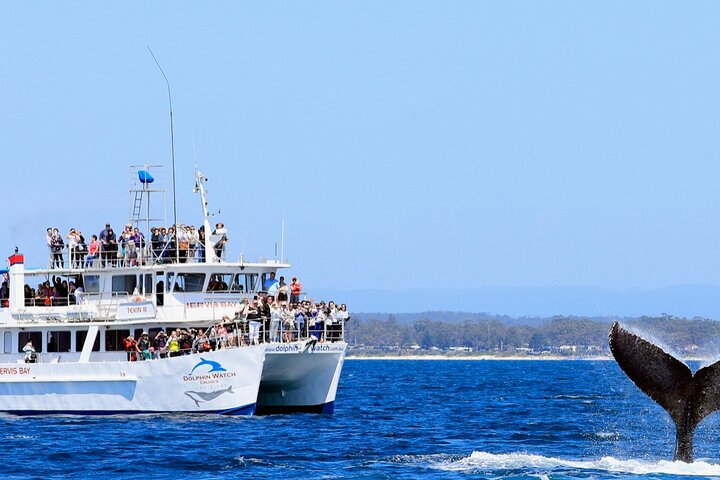Whale Watching Jervis Bay - thumb 4