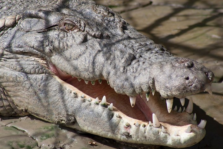 Whitsunday Crocodile Safari Including Lunch - thumb 1