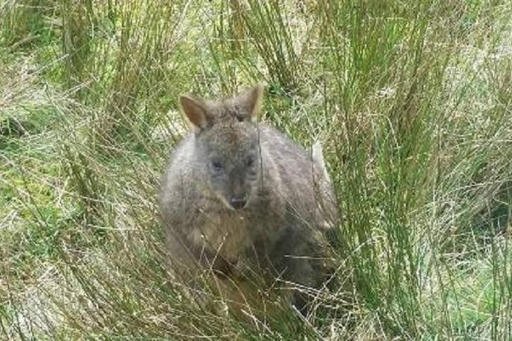 Leven Canyon Day Trip Including Wings Wildlife Park Or Gunns Plains Caves - thumb 3