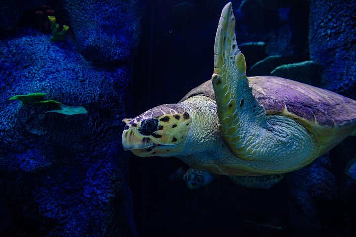 Sydney Attractions Pass: SEA LIFE Aquarium, Sydney Tower Eye, WILD LIFE Zoo And Madame Tussauds - Byron Bay Accommodation 1