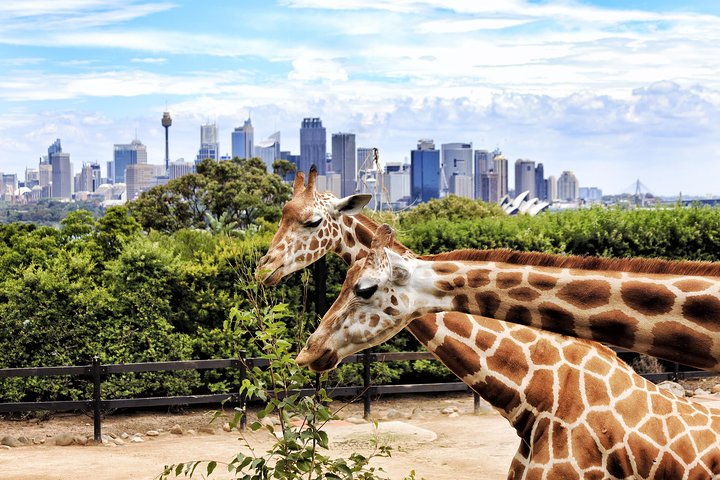 Go City | Sydney Explorer Pass With 20+ Attractions And Tours - Holiday Sydney 2