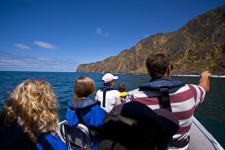 Seal Island Boat Tour from Victor Harbor - South Australia Travel