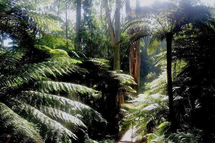 Dandenong Ranges Private Tour Including William Ricketts Sanctuary - thumb 1