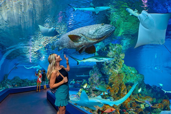 Cairns Aquarium Admission Ticket - Kingaroy Accommodation 3