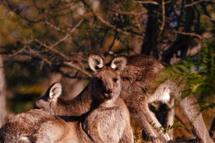 Wild Australian Wildlife 4WD Tour From Sydney - thumb 3