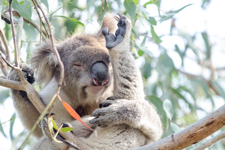 Phillip Island Penguin Parade Day Trip With Koala Conservation Reserve Visit - Melbourne Tourism 2
