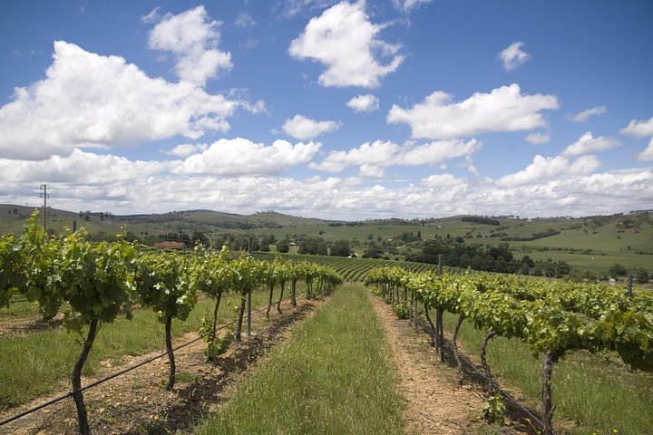 Hunter Valley Wine Tour from Sydney incl Lunch Cheese Chocolate and Distillery - Nambucca Heads Accommodation