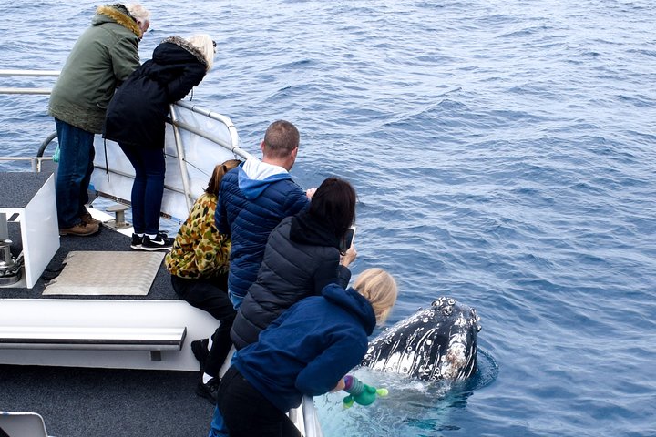 Phillip Island Whale Watching Tour - thumb 1